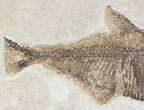 Diplomystus Fossil Fish - Wyoming #20828-3